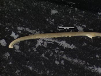 Media type: image;   Herpetology R-125762